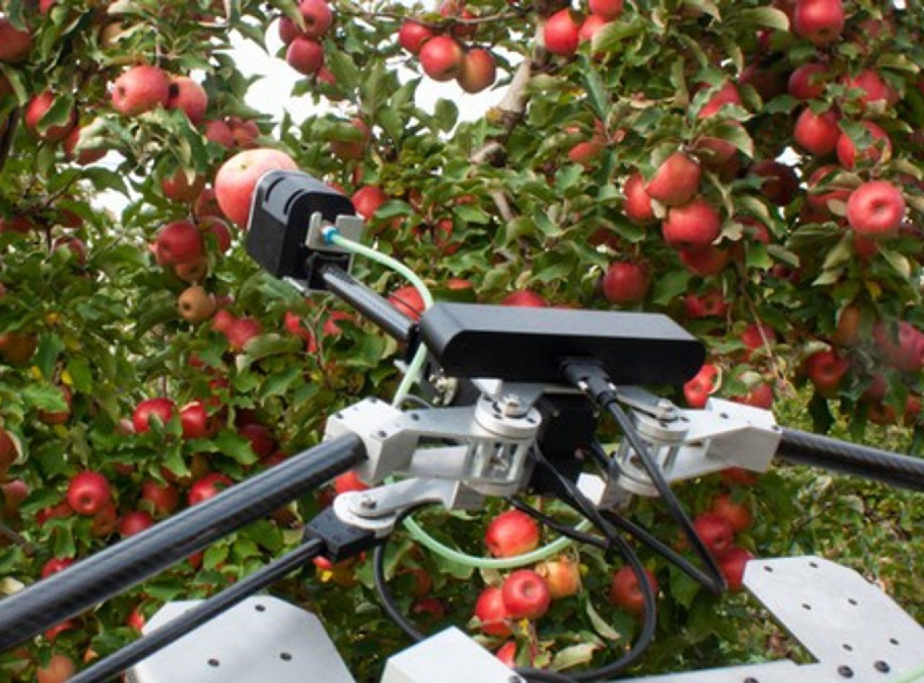  Робот для збирання яблук Harvey від Ripe Robotics