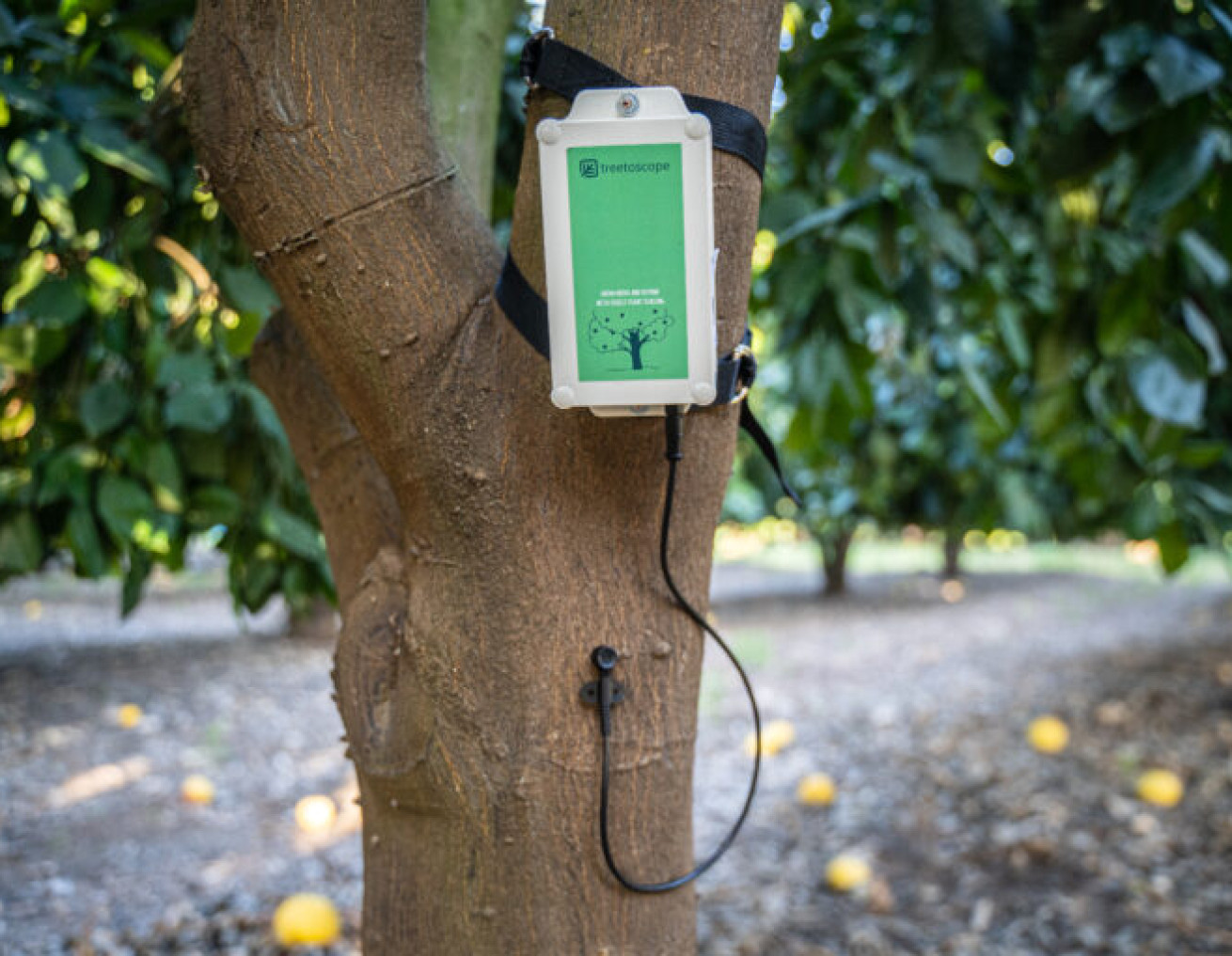  Сенсор Treetoscope