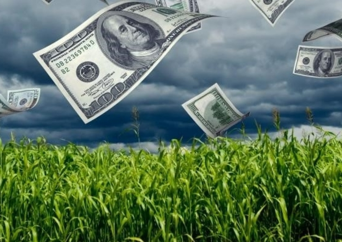  Покривні культури поглинають майже втричі більше парникових газів, ніж контрольні поля, тож фермерам в США доплачують за їх висів